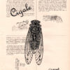 Tableau sur vieux livre - Cigale