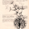 Tableau sur vieux livre - Dandelion