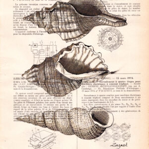 coquillages Tableau sur page de livre - Coquillages