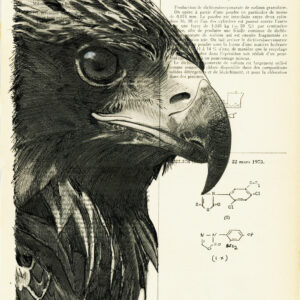 Tableau sur vieux livre - Aigle