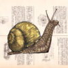 Tableau sur page de livre - Escargot