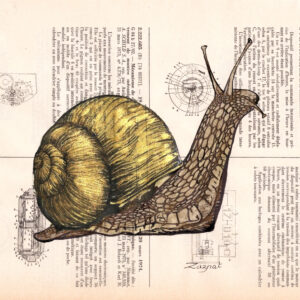 Escargot Tableau sur page de livre - Escargot