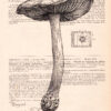 Tableau sur page de livre - Champignon