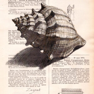 coquillage_carre Tableau sur page de livre - Coquillage