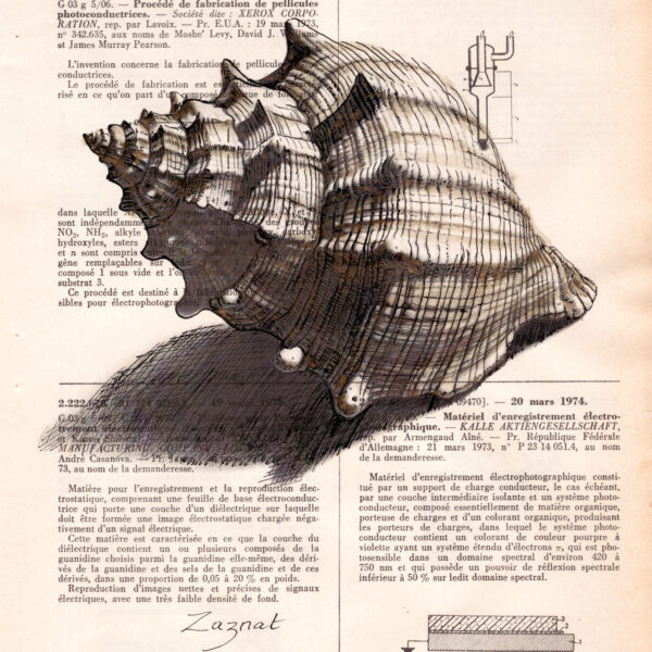 coquillage_carre Tableau sur page de livre - Coquillage