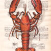 Tableau sur page de livre - Homard
