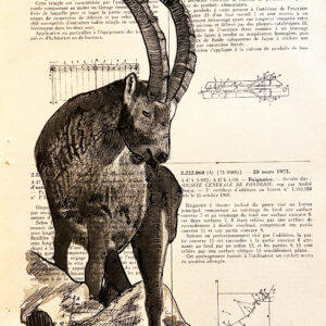 bouquetin2 Tableau sur page de livre - Bouquetin