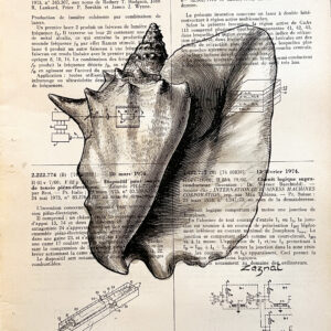 coquillage1 Tableau sur page de livre - coquillage